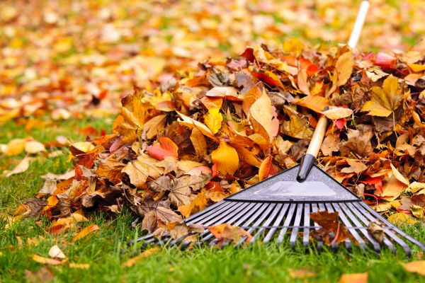 Leaves Removal in Clearwater
