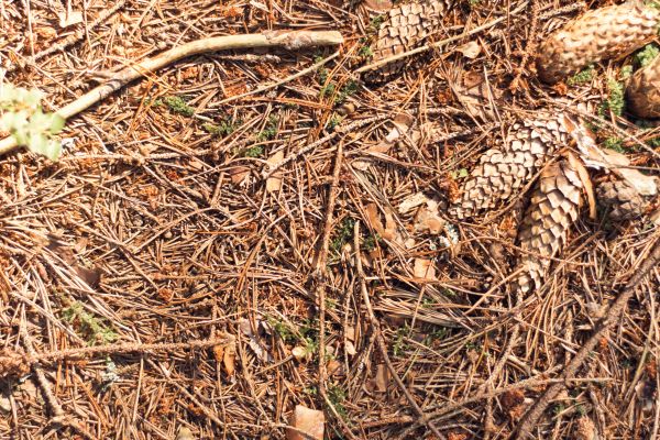 Cost of Pine Needles Removal in Clearwater