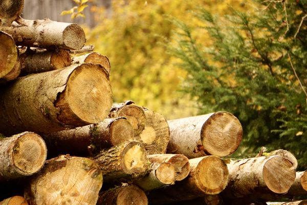Wood Pile Removal in Clearwater