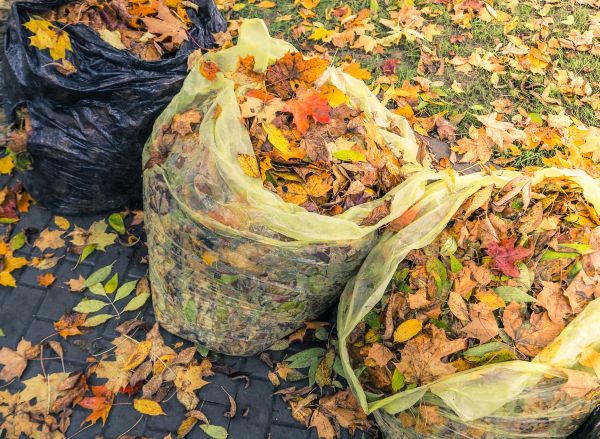 Yard Cleanup Service in Clearwater