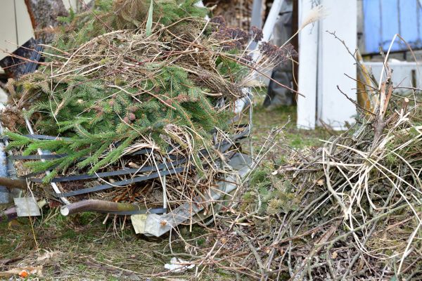 Yard Debris Removal in Clearwater