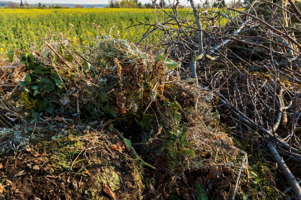 Brush Disposal in Clearwater