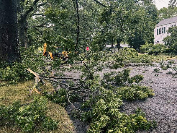 Tree Branch Disposal in Clearwater