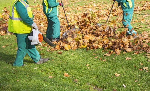 Cost of Leaf Maintenance in Clearwater