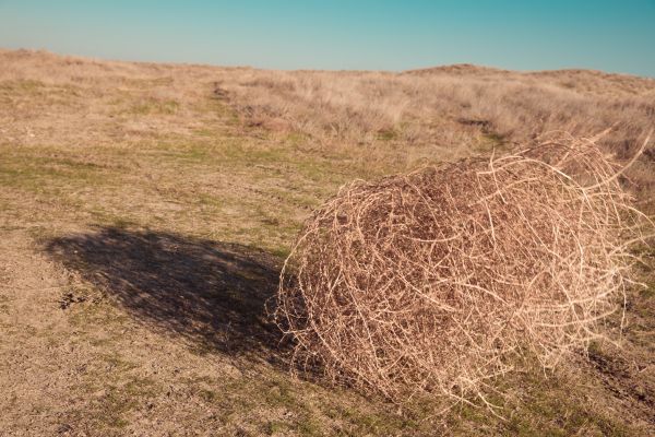 Tumbleweed Removal in Clearwater