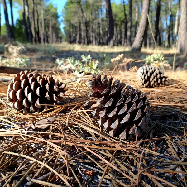 Cost of Pine Cone Removal in Clearwater