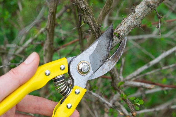 Limbs Removal in Clearwater