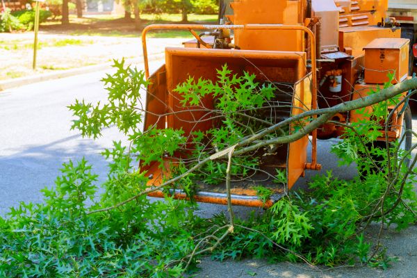 Tree Branches Removal in Clearwater