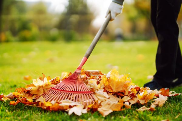 Ditch Leaf Removal in Clearwater