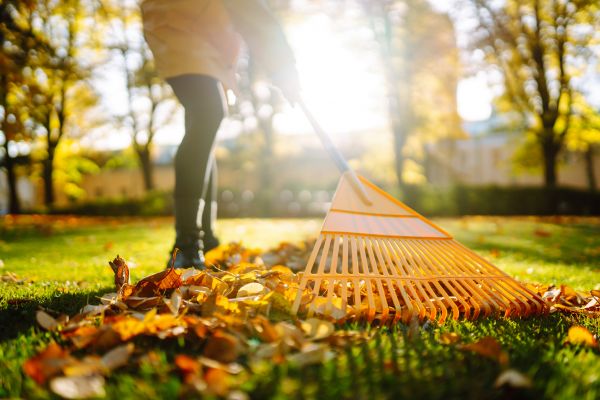 Leaves Raking in Clearwater