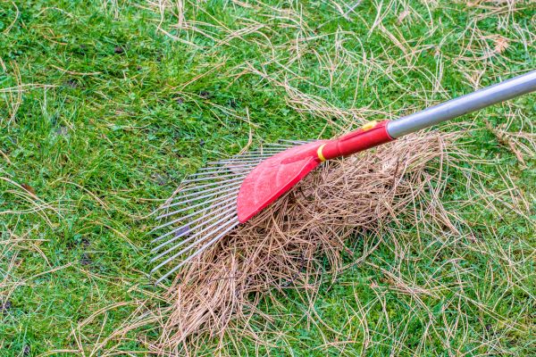 Yard Raking in Clearwater