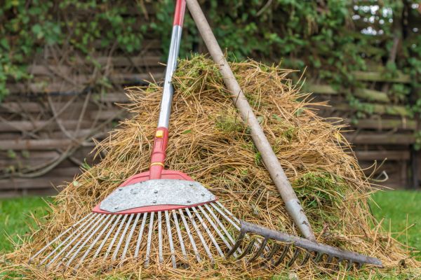 Cost of Pine Straw Clearing in Clearwater