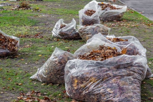 Cost of Leaf Pile Disposal in Clearwater