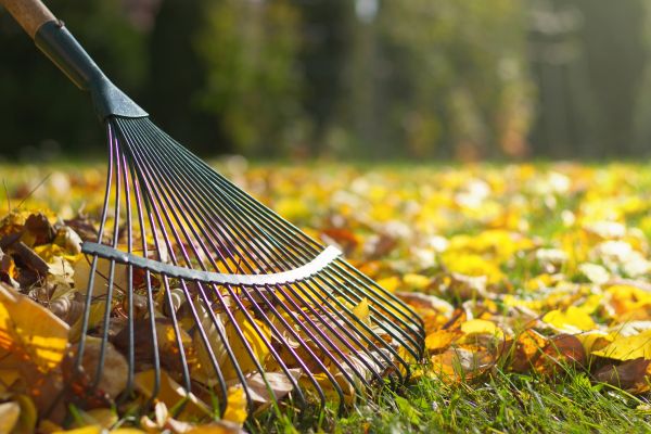 Leaf Removal in Clearwater