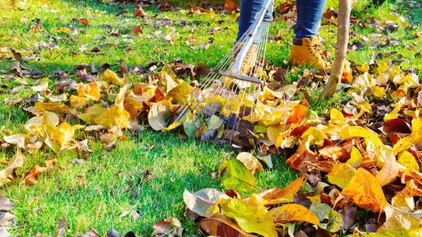 Lawn Cleanup Service in Clearwater