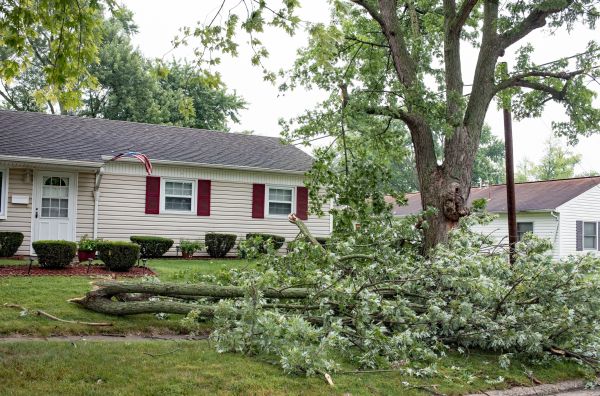 Fallen Branch Removal in Clearwater