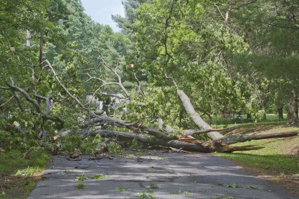 Tree Debris Removal in Clearwater
